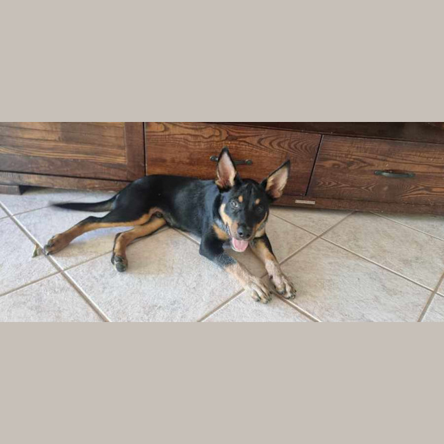 Photo of Chip