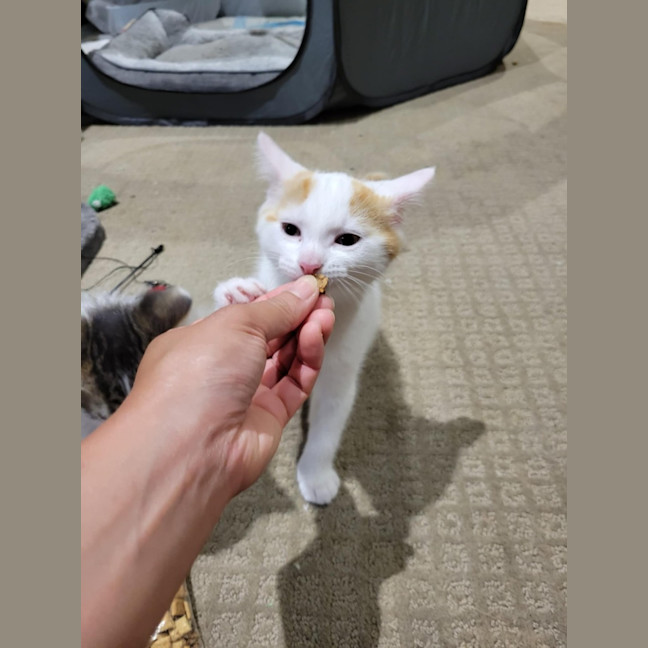 Photo of Flynn   Located In Deer Park