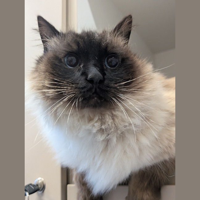 Photo of Moose