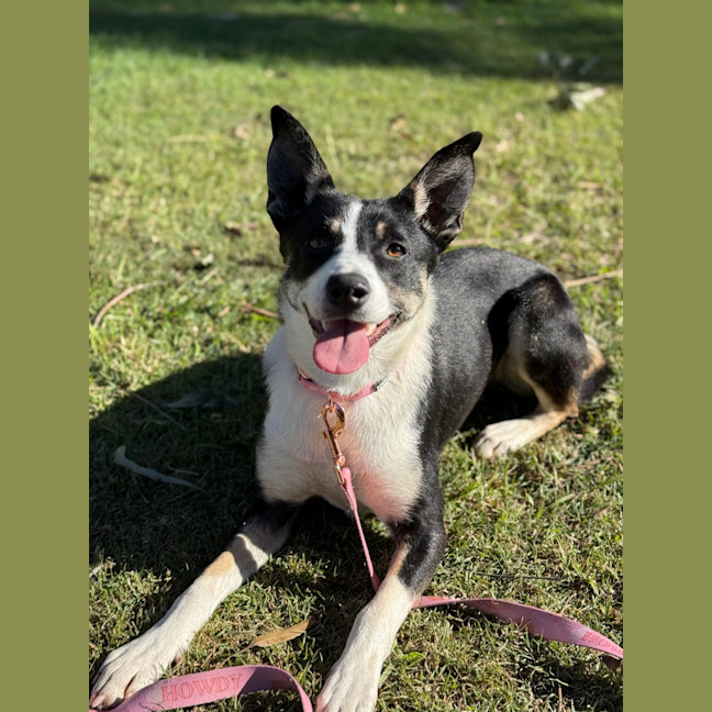 Photo of Poppy
