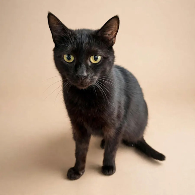 Photo of Bellatrix 