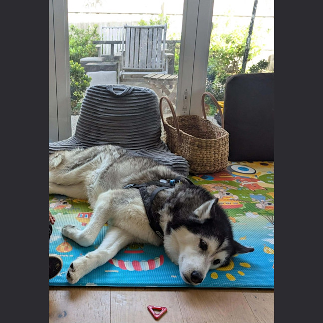 Photo of Sheeba