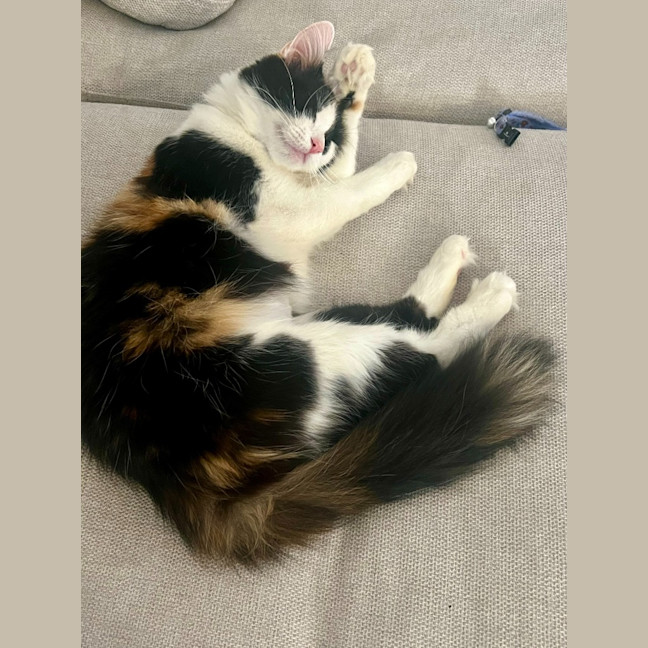 Photo of Yuki