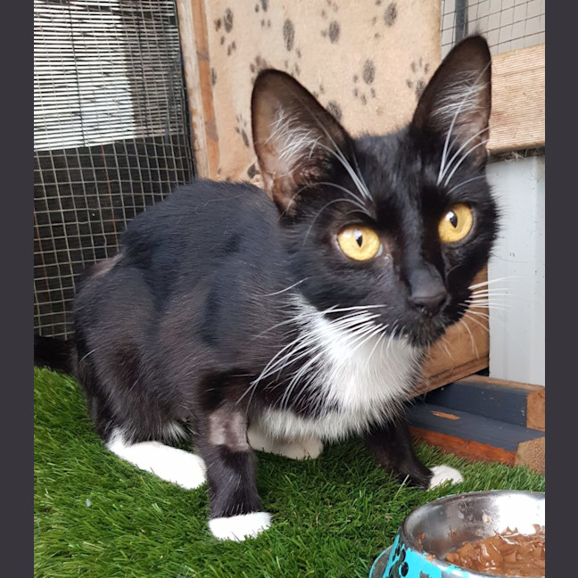 Photo of Betty Boop Now Available At Pet Quarters Morisset