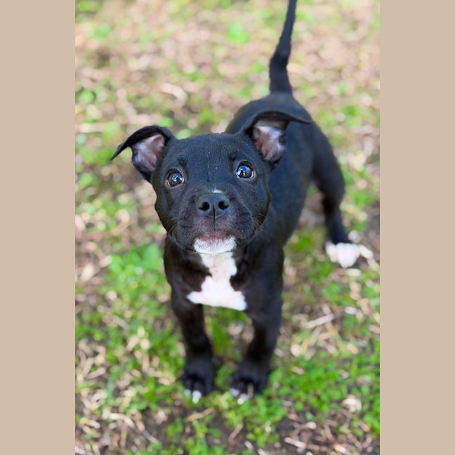 Photo of Tinka