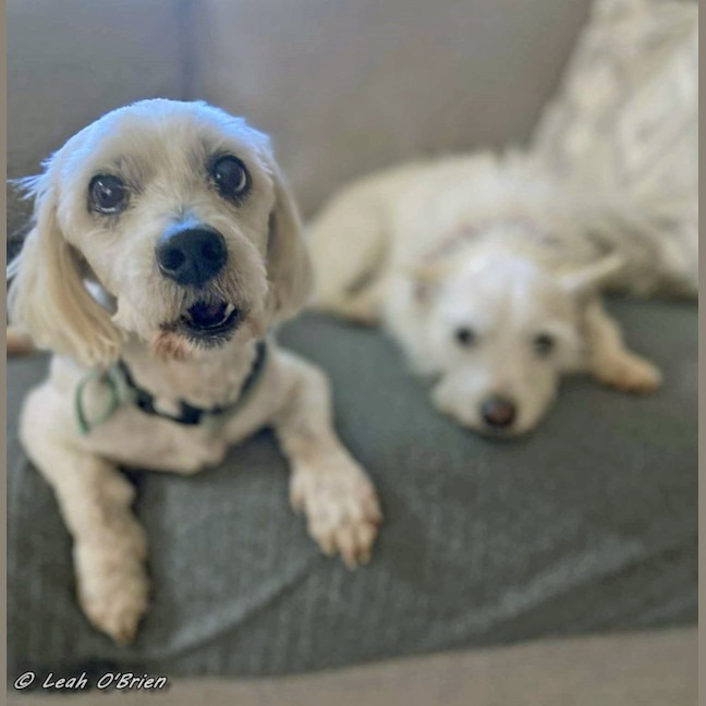 Photo of Ziggy And Bailie