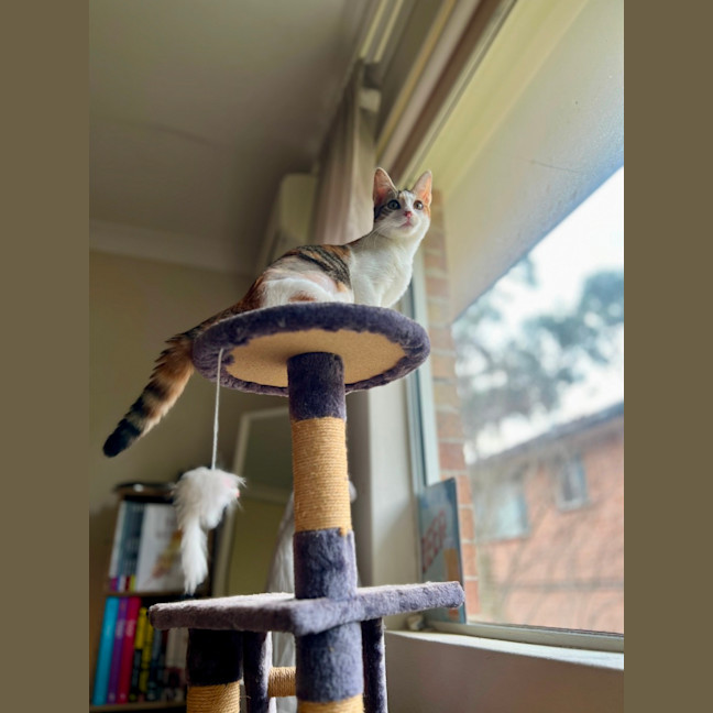 Photo of Ginger