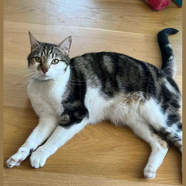 Photo of Bingles 