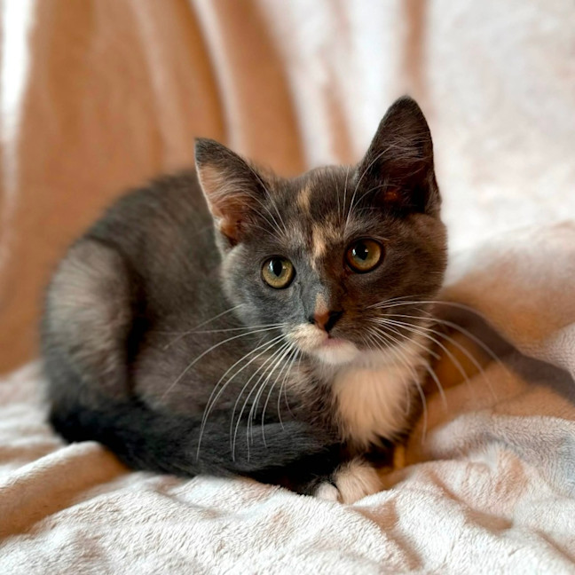 Photo of Cookie   In Foster Care In Bentleigh East