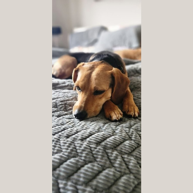 Photo of Bambi   15 Month Old Beagle X