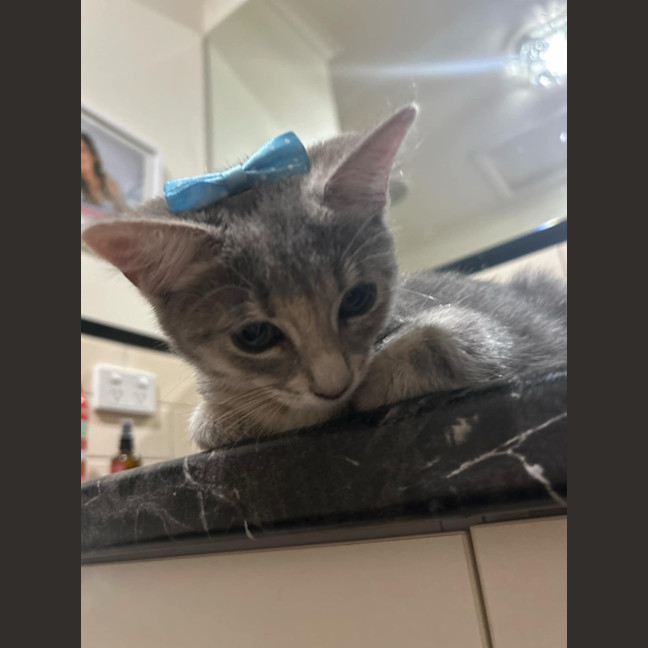 Photo of Willow