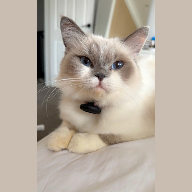 Photo of Mira