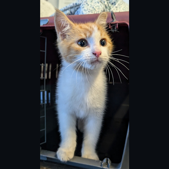 Photo of Alfred Gordon 