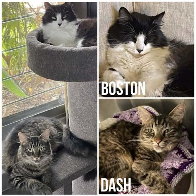 Photo of 14478 & 14479   Boston & Dash