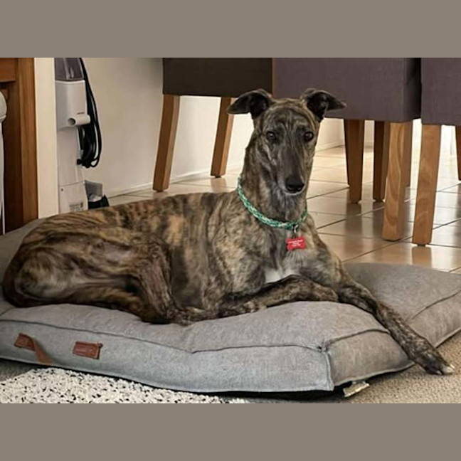 Photo of Tyson, The Greyhound