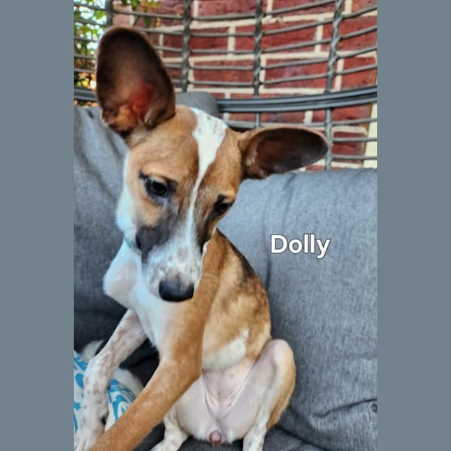 Photo of Dolly