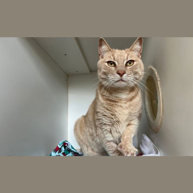 Photo of Ginger