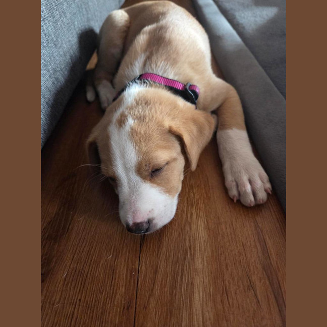 Photo of Jewel