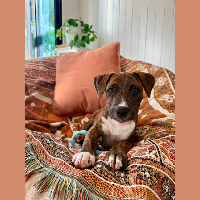 Photo of Cici