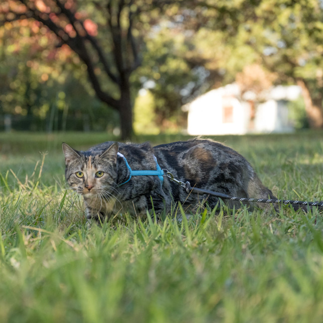 Photo of Sharona 