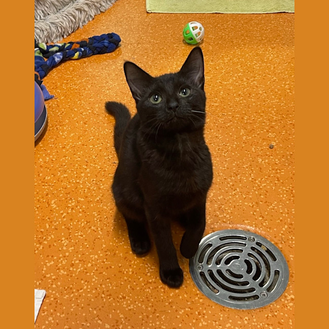 Photo of Luna