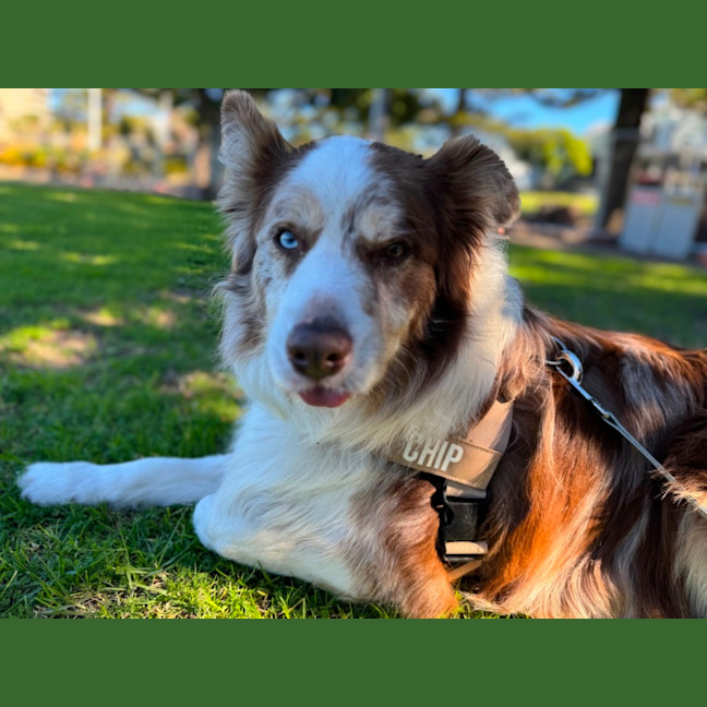 Photo of Chip