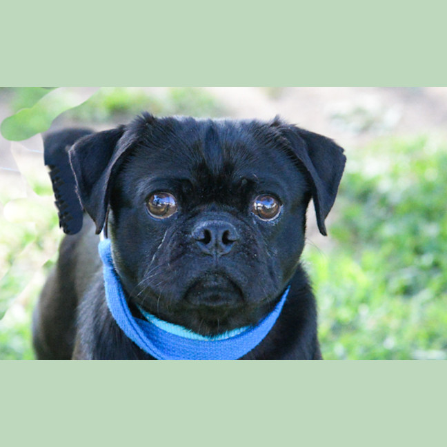 Photo of Bear