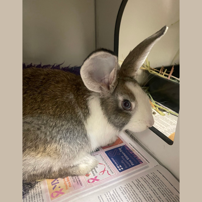 Photo of Bella (Bonded To Trevor)