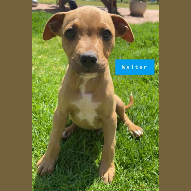 Photo of Walter ~ Staffy X Beagle Puppy