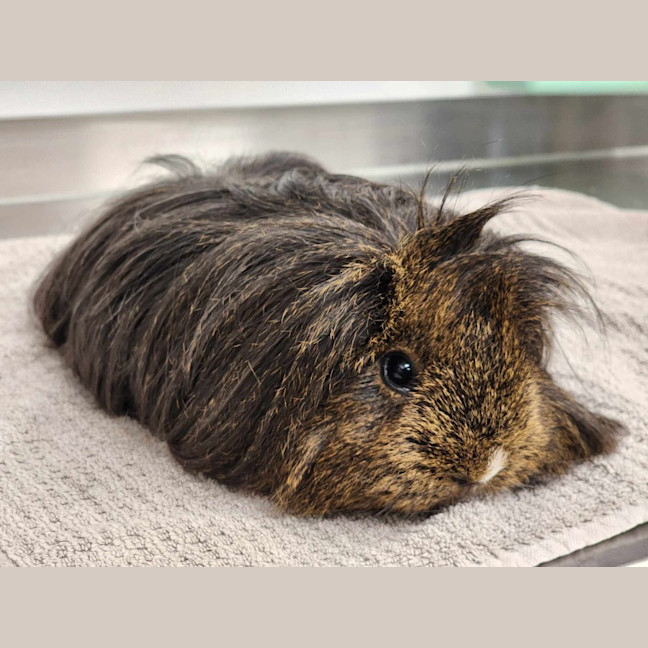 Photo of 🧉 Cola 6177 🧉