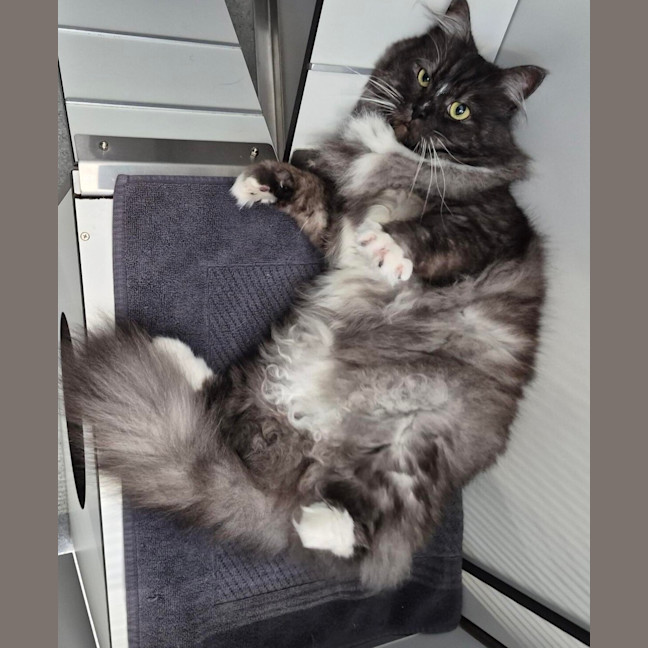 Photo of Max