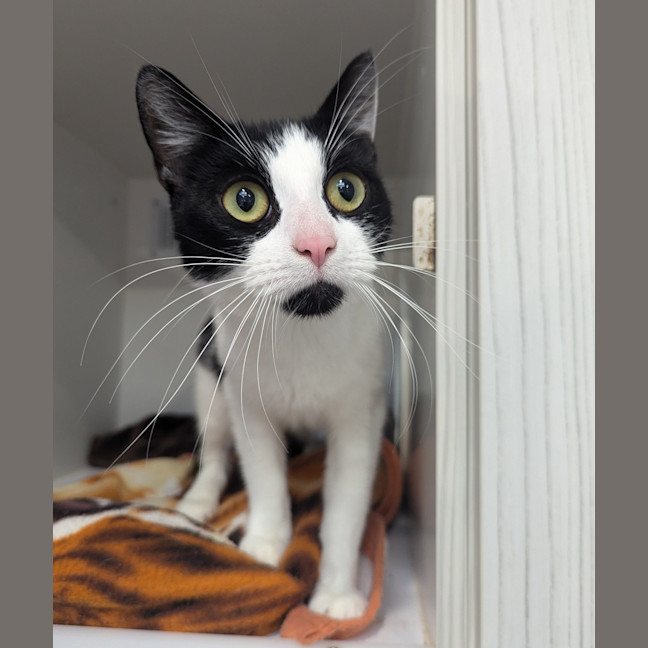 Photo of Scout