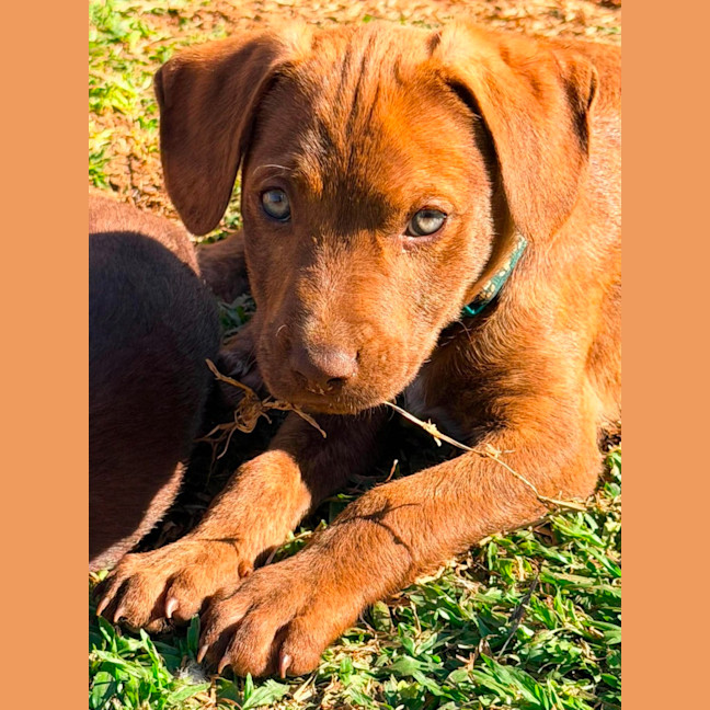Photo of Buckley