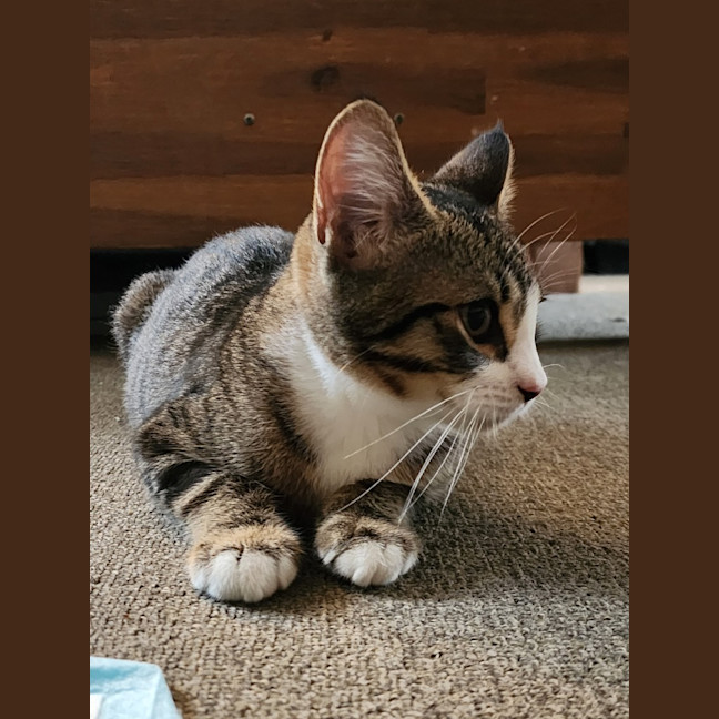 Photo of Melody