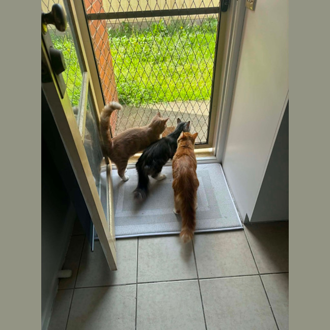 Photo of Bluey Meet Me@Petstock Carrum Downs Store 