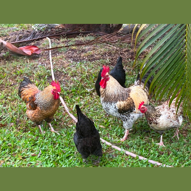 Photo of Six Roosters