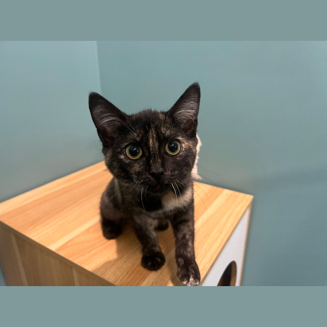 Photo of Maxibon, Bubble O Bill And Neopolitan