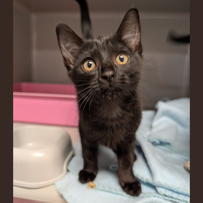 Photo of Kopi