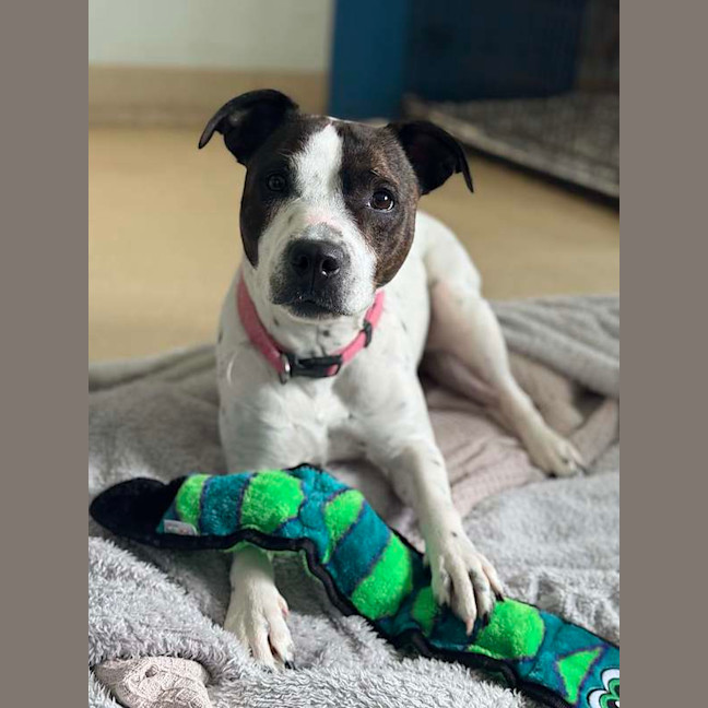 Photo of Gypsy