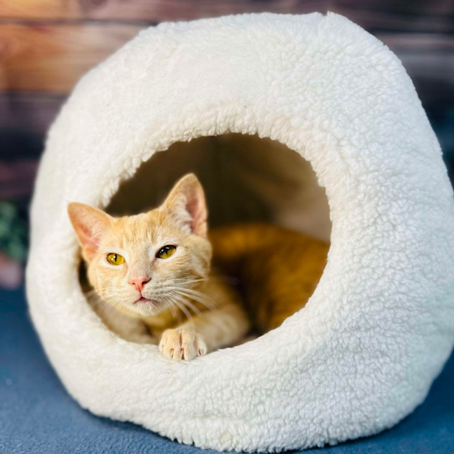 Photo of Radley   Located In Westmeadows