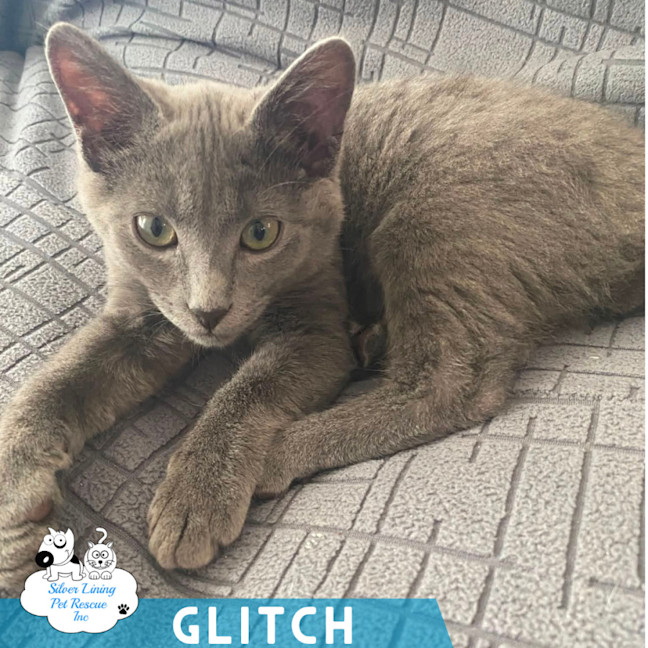 Photo of Glitch