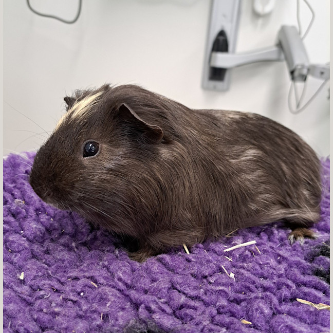 Photo of Coconut
