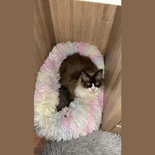Photo of Coco 