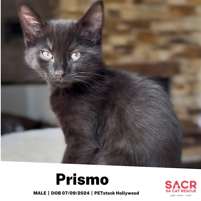 Photo of Prismo