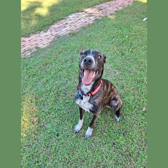 Photo of Coco