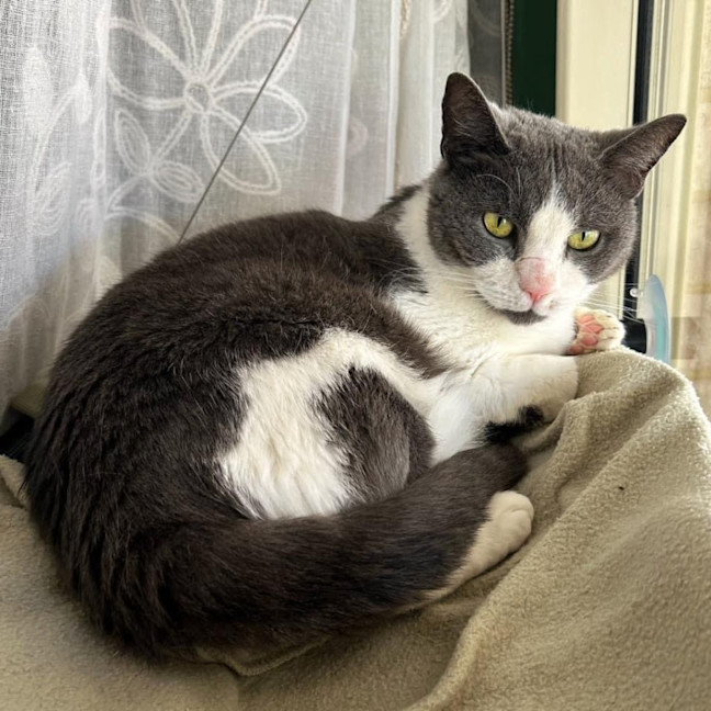 Photo of 2879   Izzy