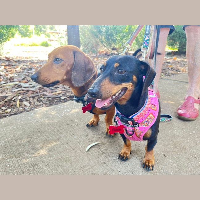 Photo of Rosie And Chase