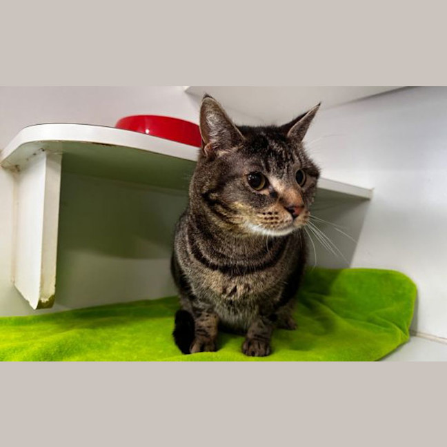 Photo of Chubbs