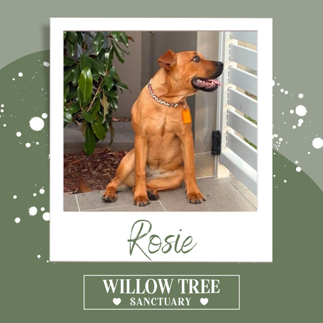 Photo of Rosie