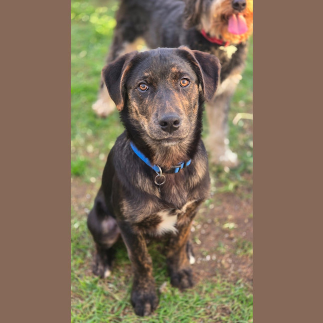 Photo of Shadow